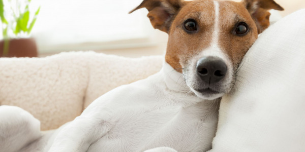 Anwendung der PRP (Platelet Rich Plasma) Therapie bei Hunden mit Schmerzen.