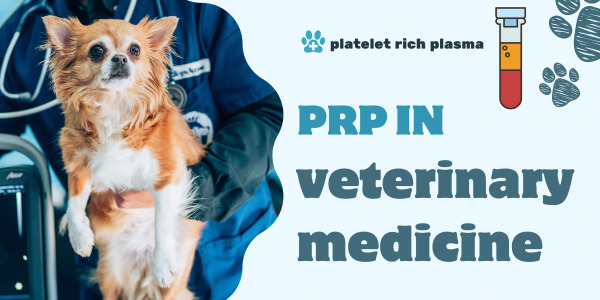 Trattamenti PRP in medicina veterinaria: una promettente prospettiva futura