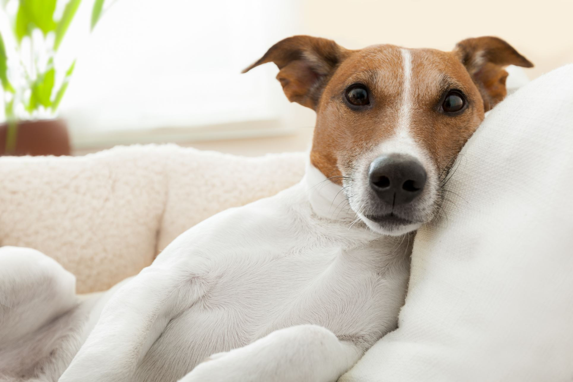 Utilizarea terapiei PRP (Platelet Rich Plasma) la câinii cu durere.